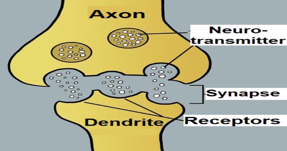A scientific diagram of two neurons connected by a synapse, illustrating information transfer across a boundary